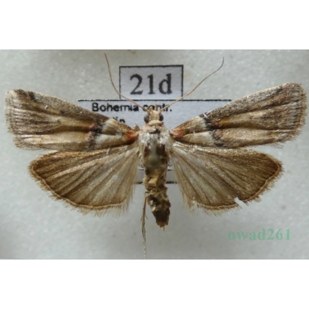 Acrobasis tumidana (Denis & Schiffermüller, 1775) Czech21d